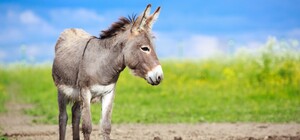 Издевался над животным: в Лузановке у мужчины забрали осла