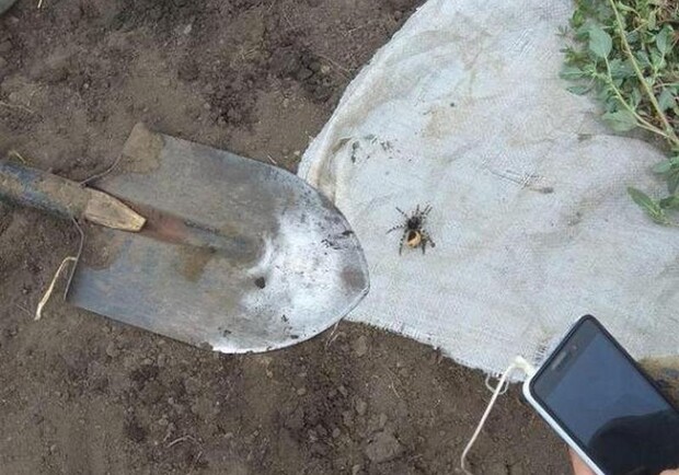 В Одесской области заметили ядовитых пауков Фото: Факты
