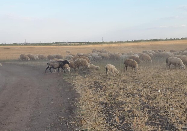 Как поживают овцы, которых спасли в Черноморске Фото: "Animal SOS Odessa"