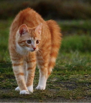 Не нагнетай: 5 неочевидных способов снять стресс в Киеве