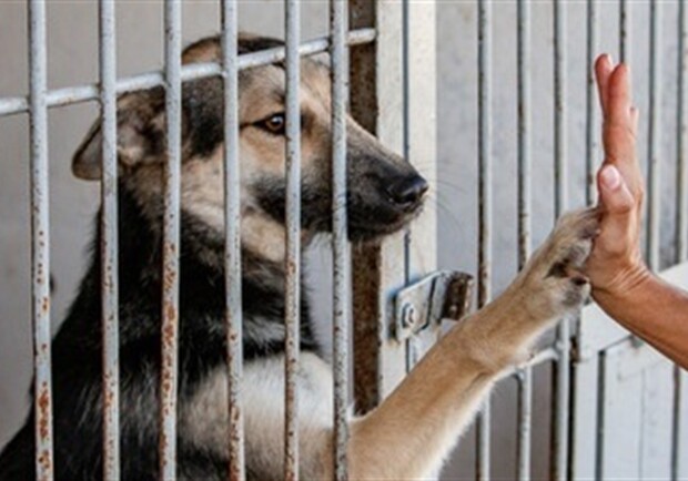 В Одессе закрывают приют для бездомных собак Фото: City