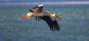 В Одесской области люди спасли слепого аиста: птицу вернули в дикую природу