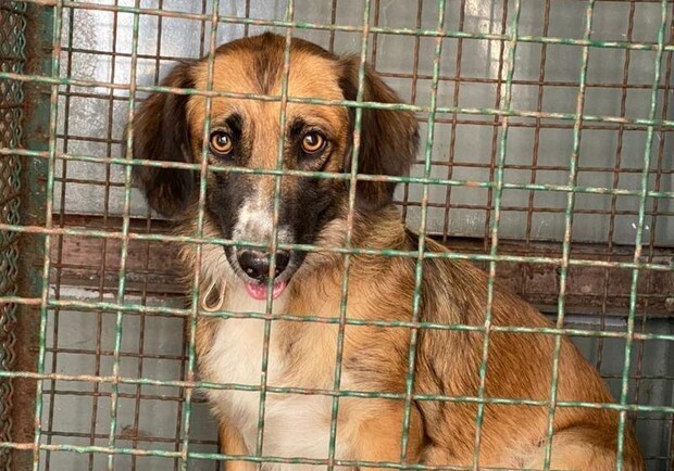 Издевались над животными: из одесской квартиры спасли девять собак. Фото: "Первый Городской"
