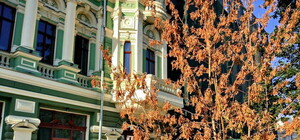 Не прижились: возле дома Руссова засохли деревья, которые посадил мэр