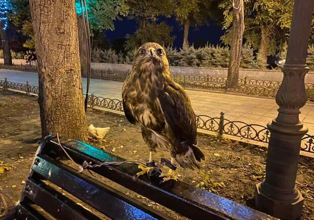 Одесский зоопарк снял видео про уличного фотографа животных Фото: Демьян Ганул