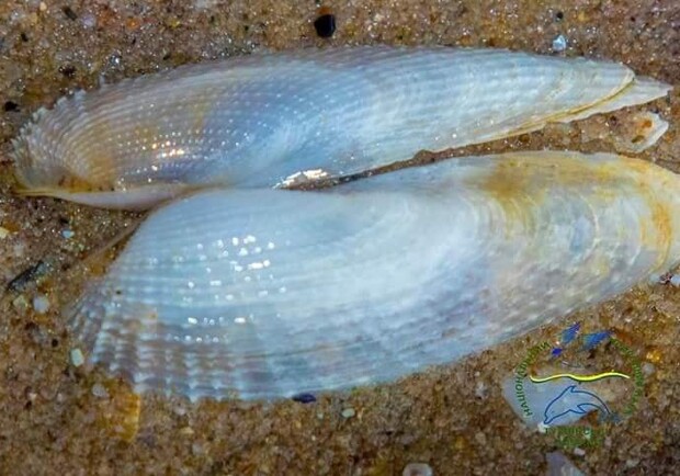 Какой удивительный молюск можно найти на берегах Черного моря 