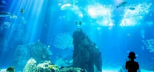 У Львові відкрили великий океанаріум: фото, відео, ціни, особливості