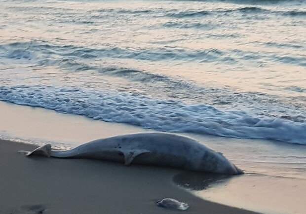 В Черноморске на берег выбросило мертвого дельфина: что известно. Фото: Светлана Фурсова