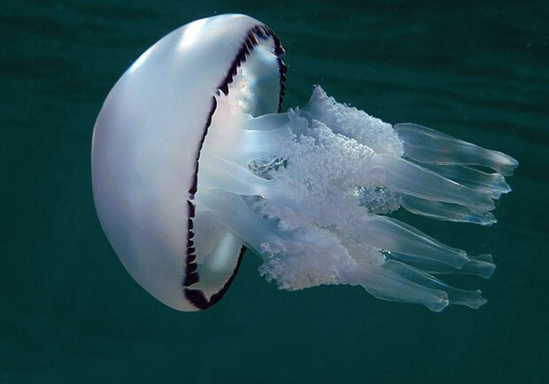 Жалят очень больно: в Одесский залив приплыли медузы-корнероты. Фото из открытых источников