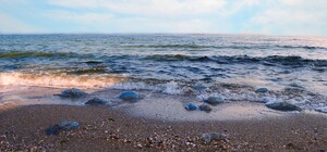 Больше чем туристов: в Кирилловке море кишит медузами