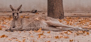 В поисках свободы: в Киевской области из зверинца сбежал кенгуру