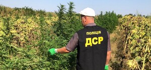 Среди подсолнухов: в поле под Запорожьем нашли посевы конопли на 10 миллионов