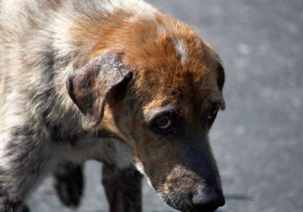 В Одессе спасли собаку: ее избивали и морили голодом. Фото из открытых источников