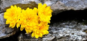 Пряничные домики и зефирный замок: на Спивочем поле пройдет выставка хризантем