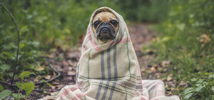 Діставай шапку: у Львові прогнозують погіршення погоди і заморозки