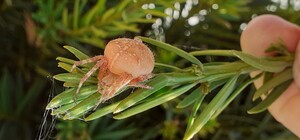 Как спелый персик: в Днепре заметили 