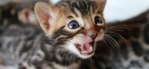 В центре Одессы с помощью вышки 