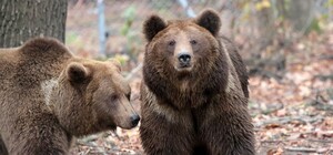 З президентської резиденції: у «Домажирі» – нові мешканці 