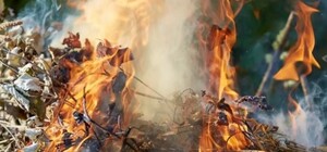 Деньги на ветер: в Киеве ввели новые штрафы за сжигание листьев