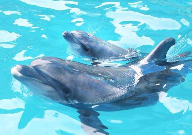 В одесском дельфинарии пополнение. Фото: "Немо"