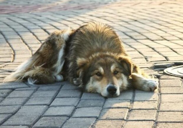 Житель элитного ЖК Одессы избил собаку на глазах у детей: смотри видео. Фото из открытых источников