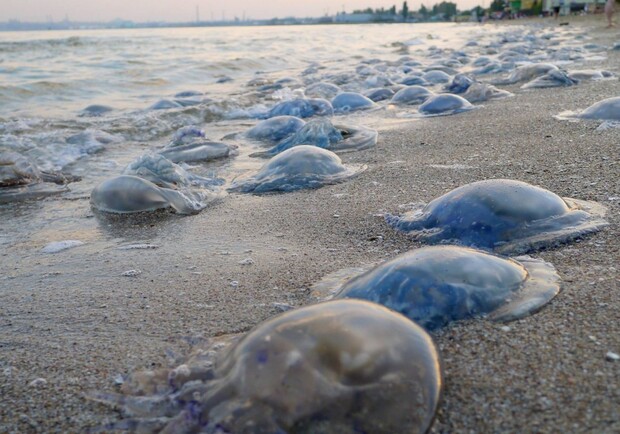 Купаться не полезешь: в Одессе заметили очередное нашествие медуз. Фото: УНН