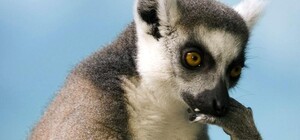 Странное ограбление: под Одессой у дальнобойщика украли 21 тонну мяса