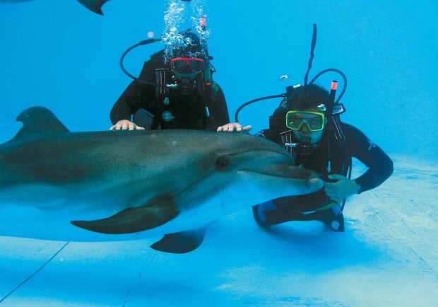 Скандал в одесском дельфинарии: к животным не пускают экологов. Фото: дельфинарий "Немо"