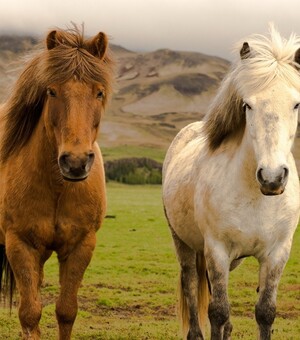 На свежем воздухе: где в Полтаве и области покататься на лошадях