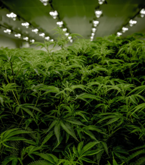 Разбираемся в вопросе: зачем и кому нужен медицинский каннабис