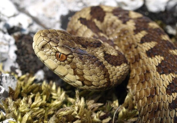 Глобальне потепління: скоро на Одещині з'являться отруйні змії