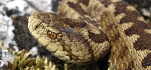 Глобальне потепління: скоро на Одещині з'являться отруйні змії