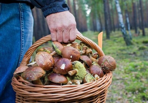 В Одесской области семья отравилась грибами: ребенок в коме. Фото: pinterest