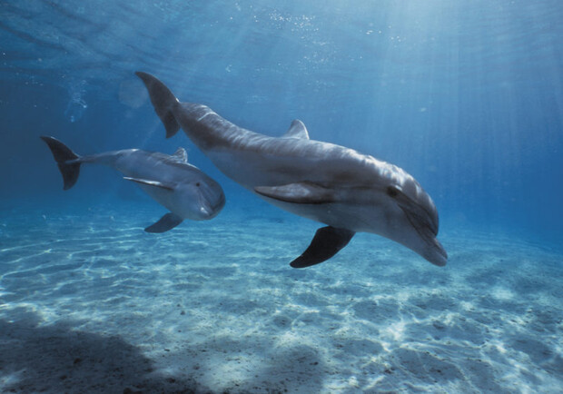 На побережье Одессы выбросило мертвого дельфина: смотри видео. Фото: pexels