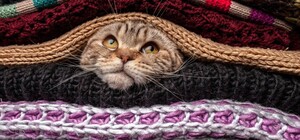 Перелік адрес: де львів'яни можуть віддати речі для нужденних