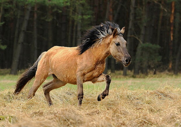В Одесскую область завезли диких лошадей: их поселят в дельте Дуная - фото