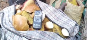 Радиоактивная еда: с зоны ЧАЭС пытались вывести 60 килограм грибов