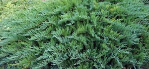 Будет красиво: на Пушкинской коммунальщики высаживают казацкий можжевельник 