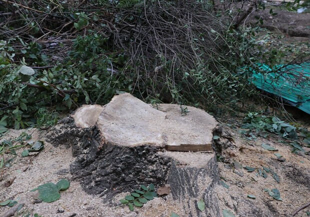 Заплатит штраф: жителю дома возле парка Победы в Одессе запретили рубить деревья. Фото: Государственная экологическая инспекция