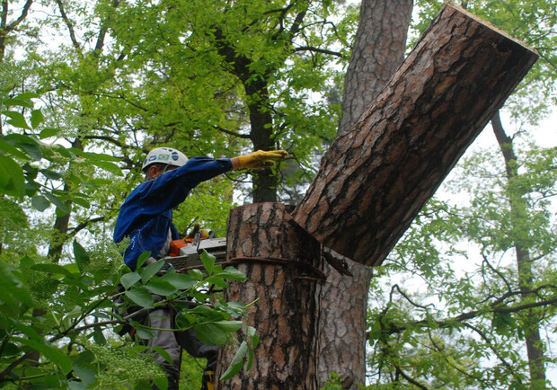 В Одессе спилили все ветви "Пушкинского тополя": дерево может погибнуть. Фото: pinterest