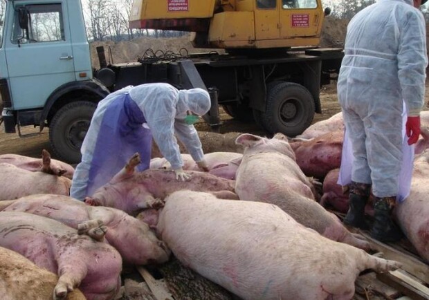 В Одесской области снова обнаружили африканскую чуму свиней. Фото: АгроВестик