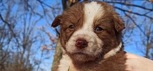 Обрекли на голодную смерть: под Днепром в посадку выкинули 16 щенков