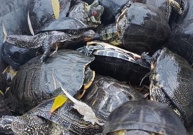 Куда делись черепахи из пруда в парке Победы в Одессе. Фото: Георгий Липский