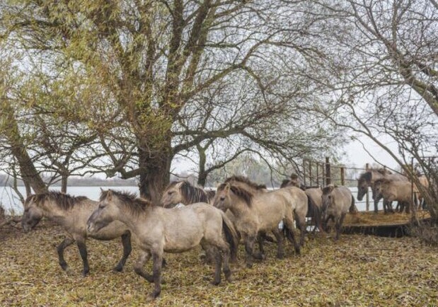 После месяца на карантине: в Одесской области на волю выпустили диких лошадей. Фото: Rewilding Danube Delta