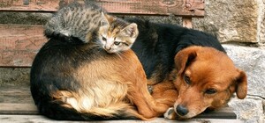 Цифра дня: сколько бездомных животных отловили и стерилизовали в Запорожье за год