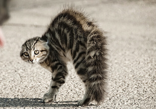 На Таирова обнаружили котенка с бешенством: он покусал людей - фото