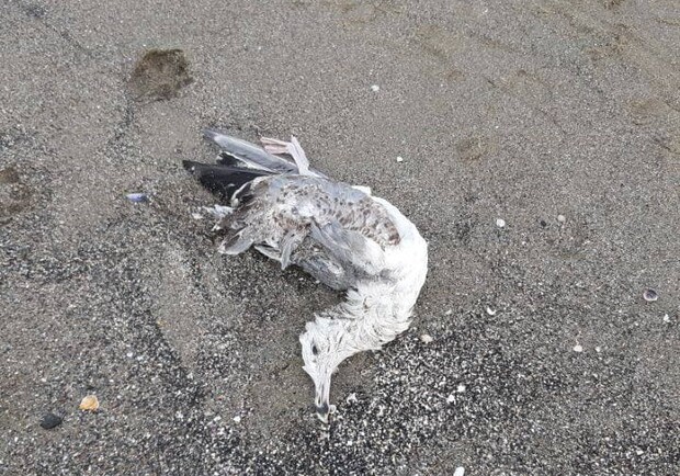 Еще одни жертвы фейерверков: на одесском причале нашли мертвых птиц. Фото: телеграм-канал ХО