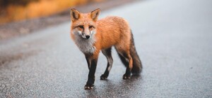 Виявили сказ: в Домівці врятованих тварин у Львові померла лисиця