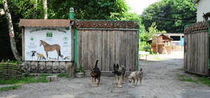 Домівку врятованих тварин закрили для відвідувачів: що сталося