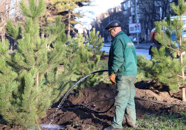 На проспекте Гагарина коммунальщики высадили десятки сосен. Фото: "Горзелентрест"